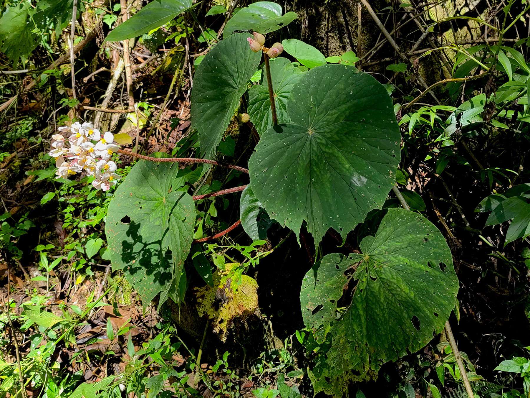 Begonia involucrata, especie endémica de Costa Rica y Oeste de Panamá