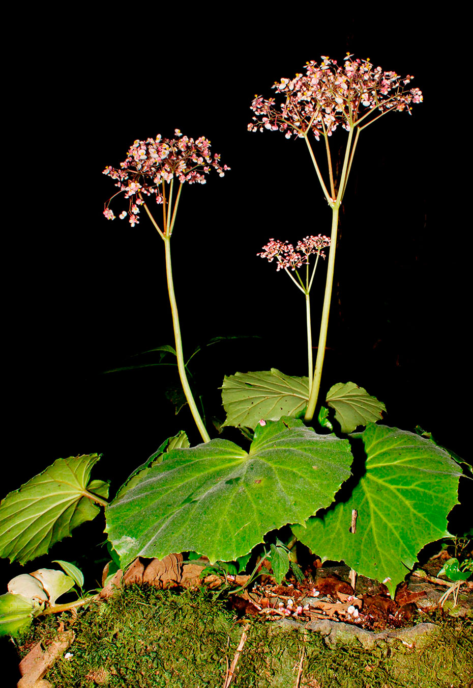 Begonia quaternata, especie endémica de Costa Rica y Oeste de Panamá