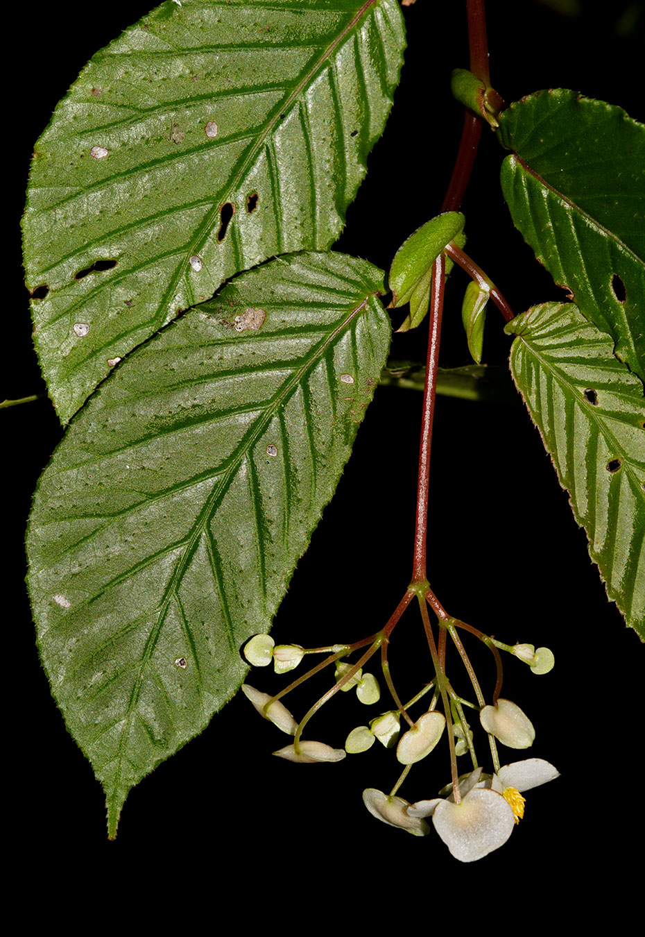 Begonia seemanniana, especie endémica de Costa Rica y Oeste de Panamá