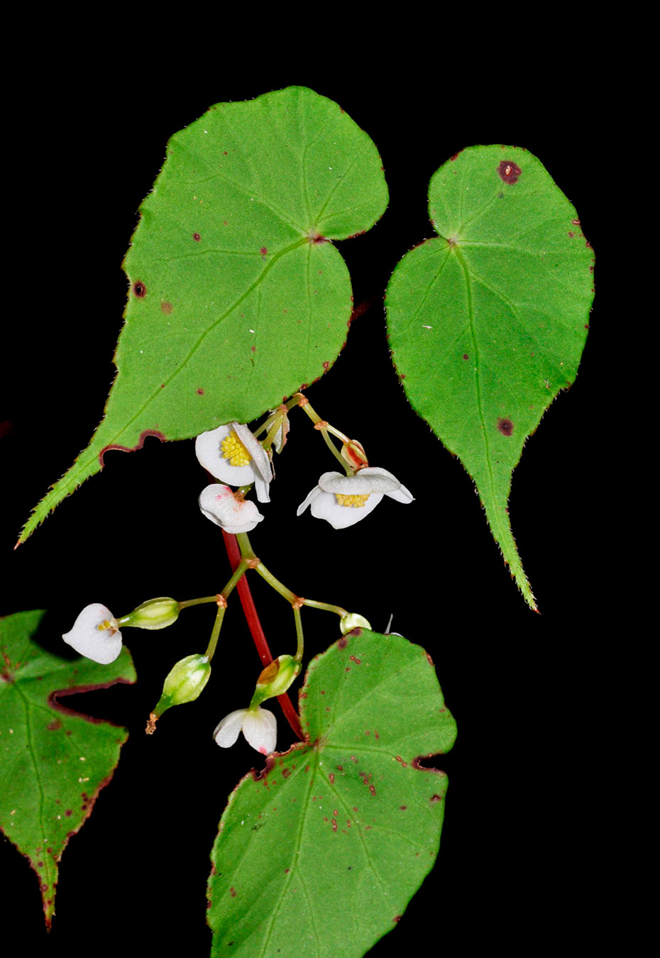 Begonia udisilvestris, especie endémica de Costa Rica y Oeste de Panamá