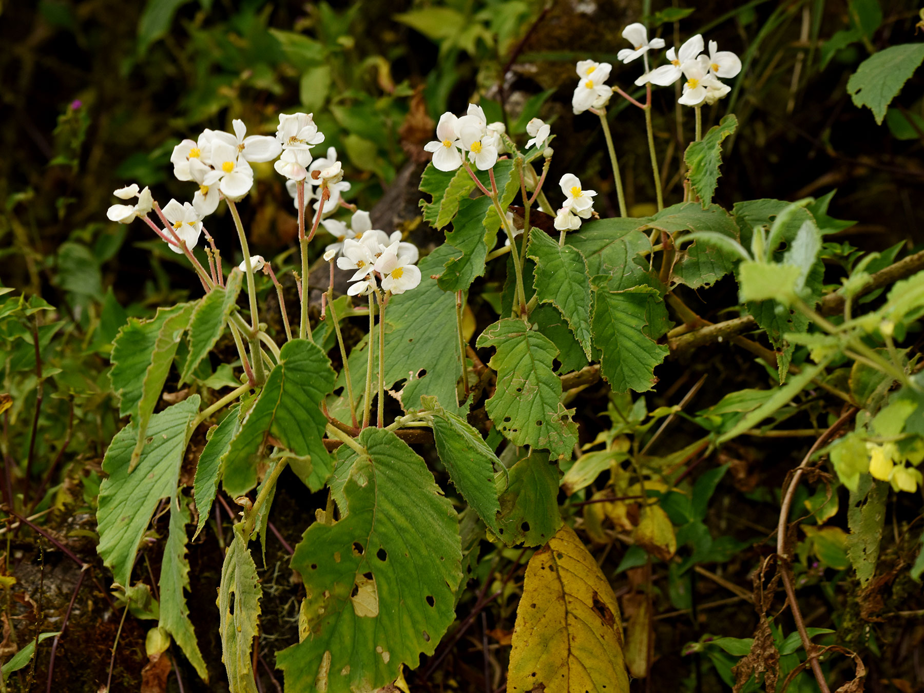 Begonia wilburii, especie endémica de Costa Rica y Oeste de Panamá