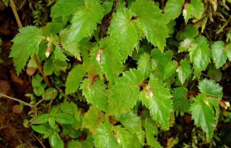 Begonia hirsuta de la sección Doratometra