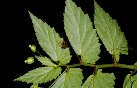 Begonia semiovata de la sección Doratometra