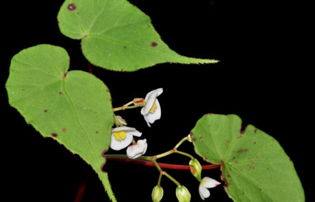 Begonia udisilvestris de la sección Parietoplacentalia