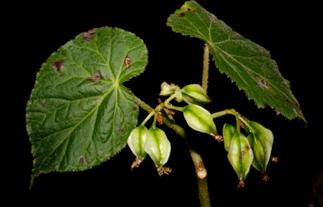 Begonia oaxacana de la sección Parietoplacentalia