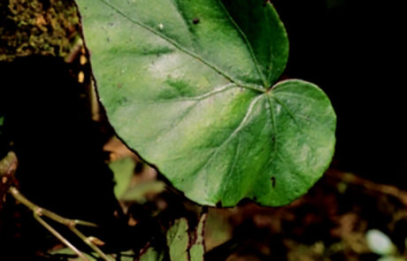 Begonia heydei de la sección Urniformia