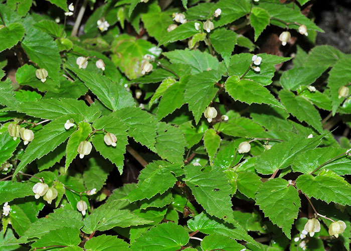 Passiflora apetala