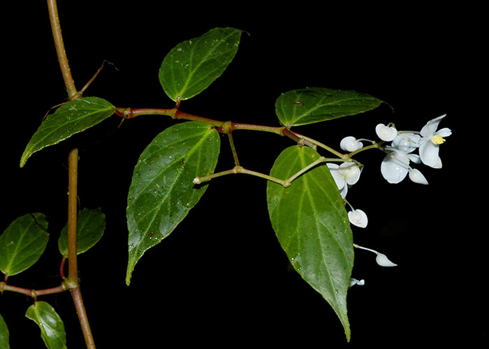 Passiflora apetala