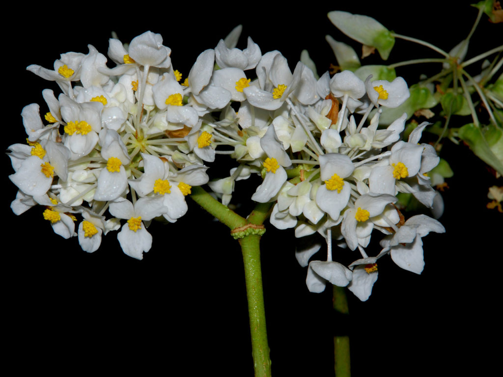 begonia vestita