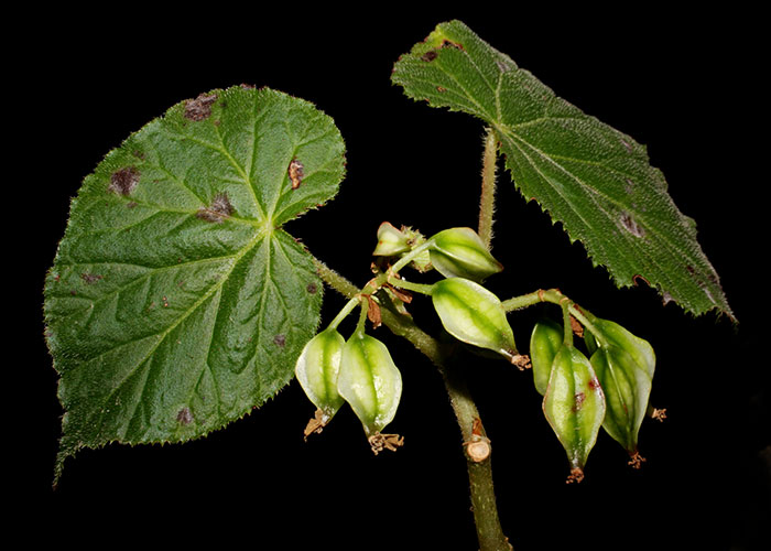 Begonia oaxacana