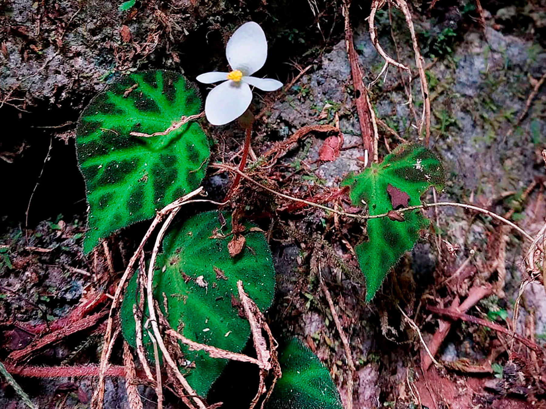 Hierba epilítica (Begonia turrialbae)