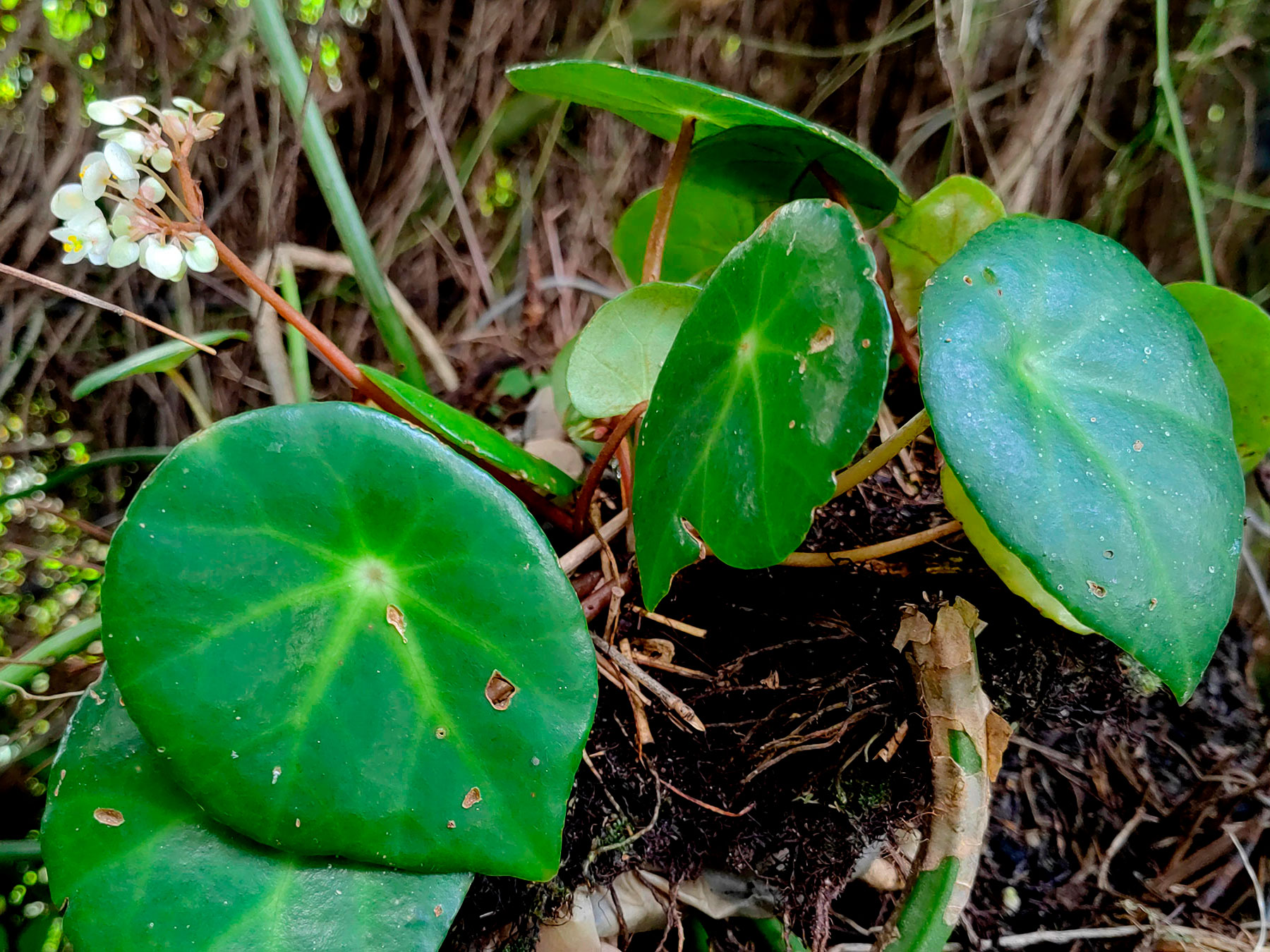 Hierba epífita (Begonia conchifolia)