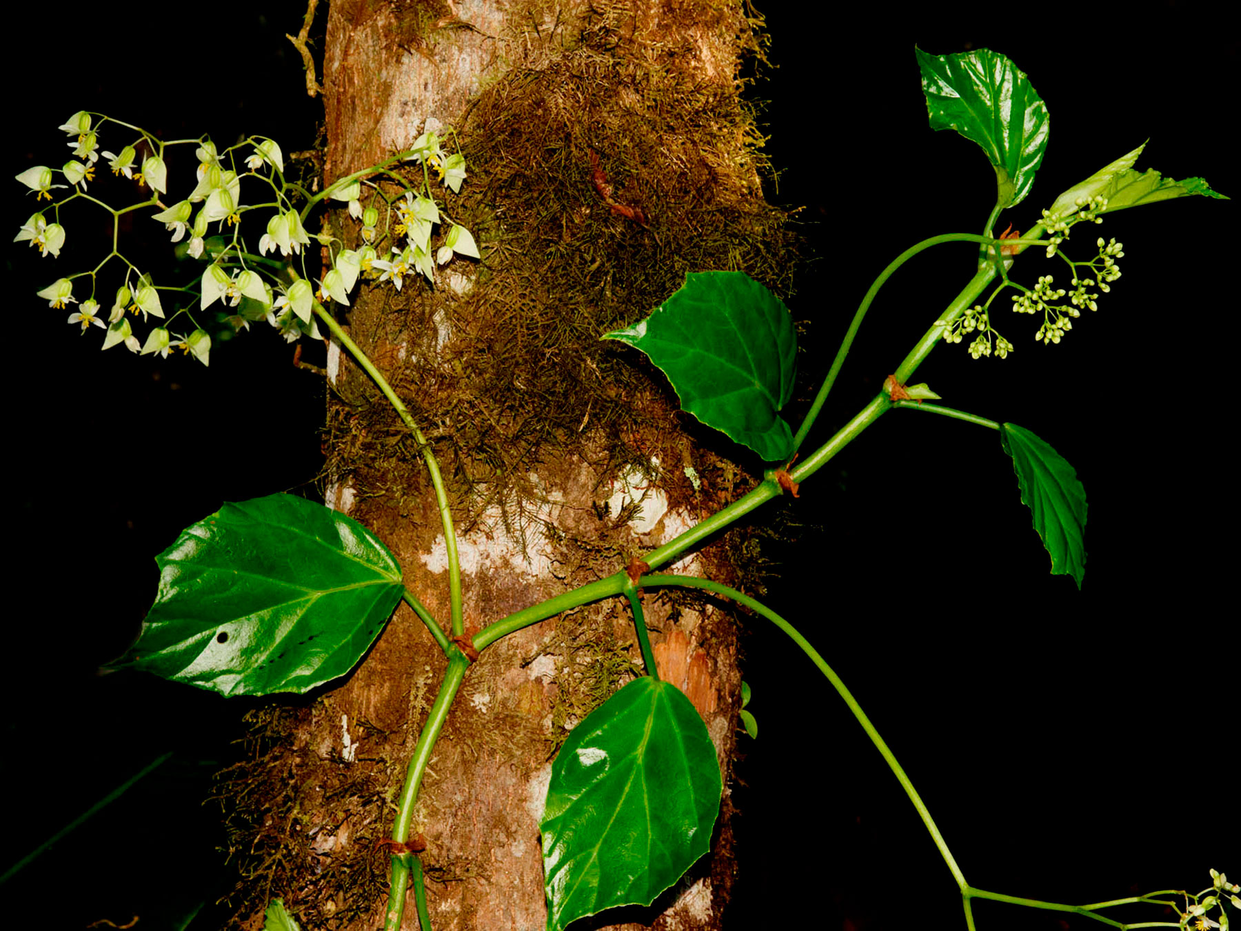 Hierba epífita (Begonia glabra)