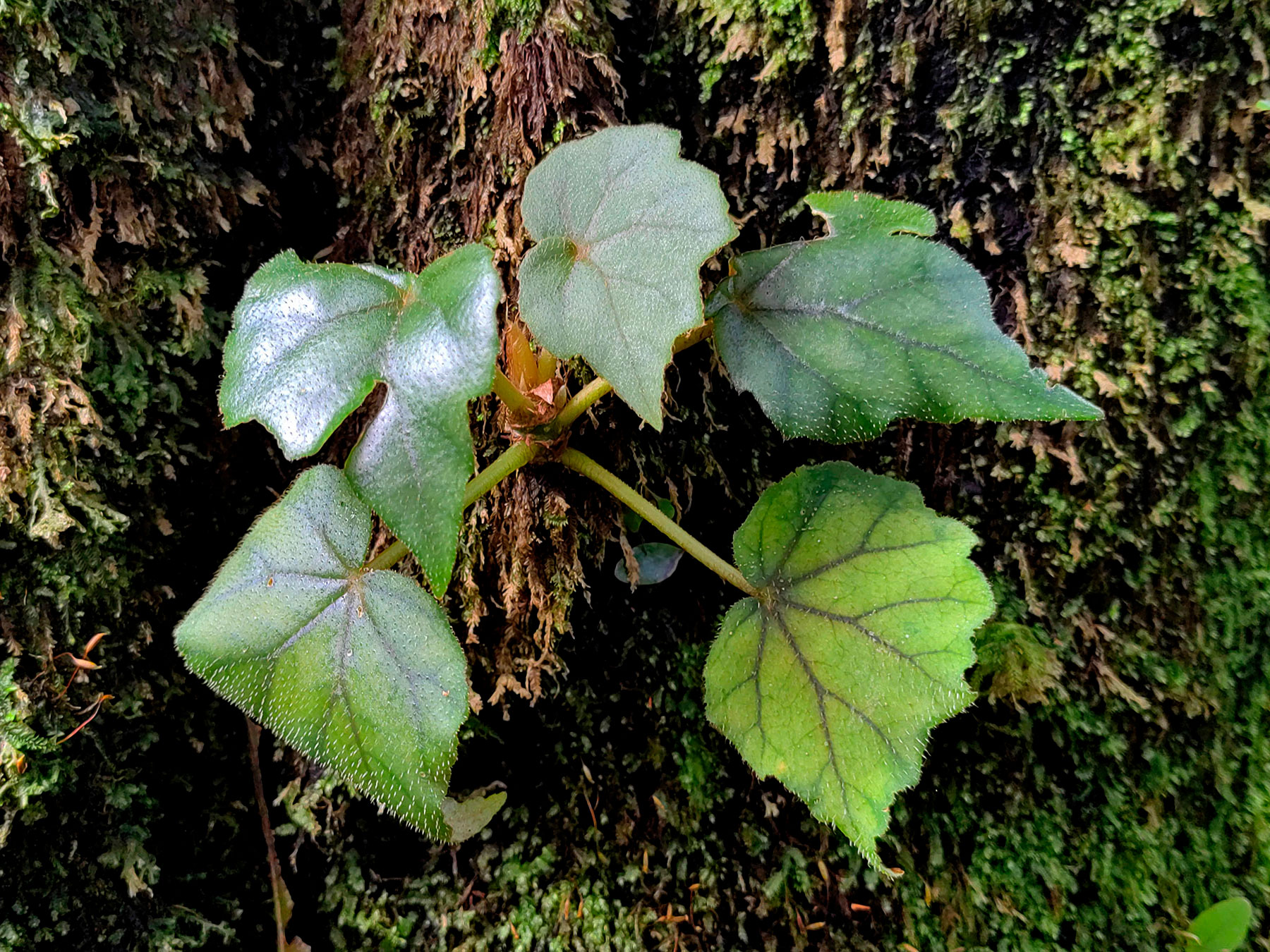 Hierba epífita (Begonia sericoneura)