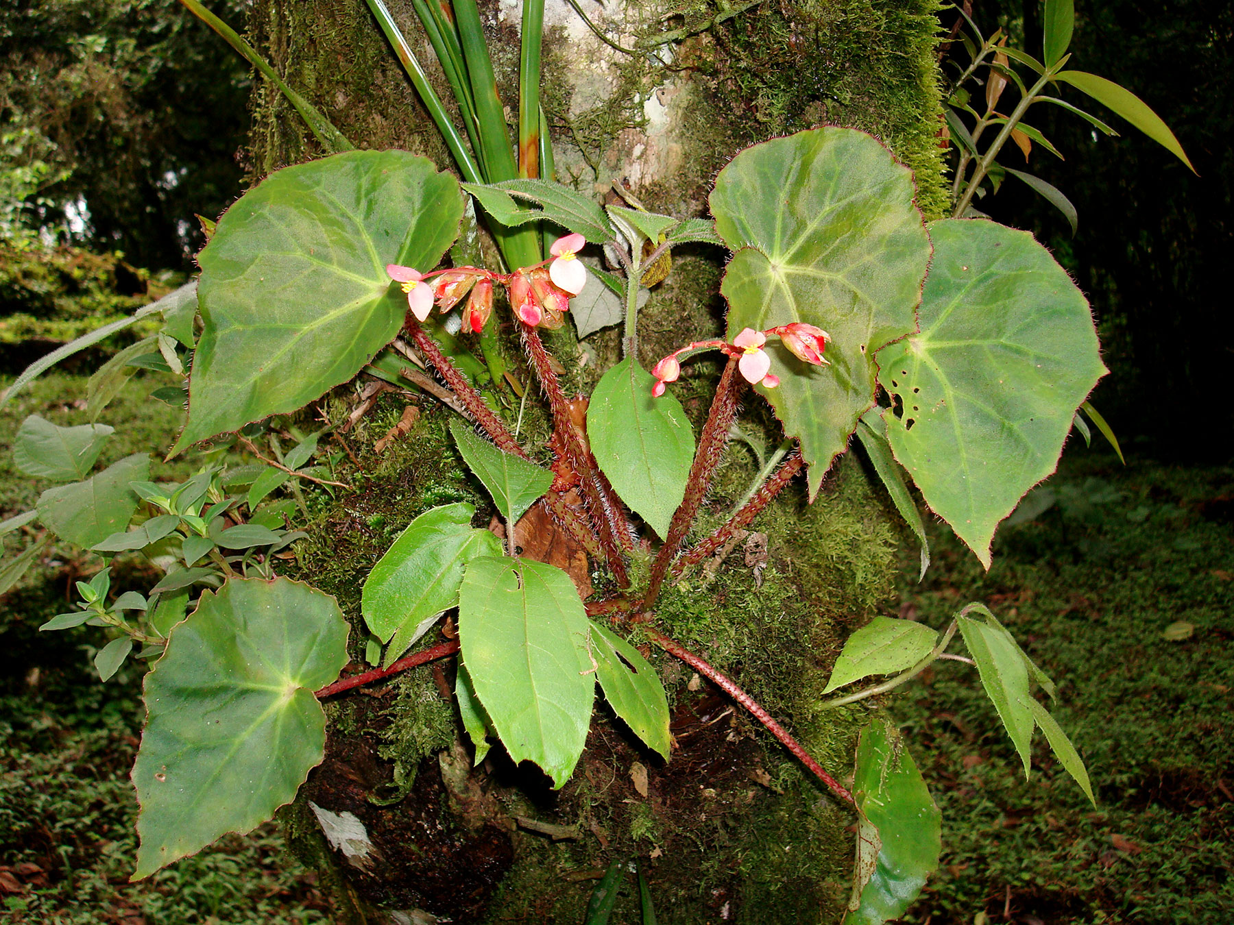 Hierba epífita (Begonia strigillosa)