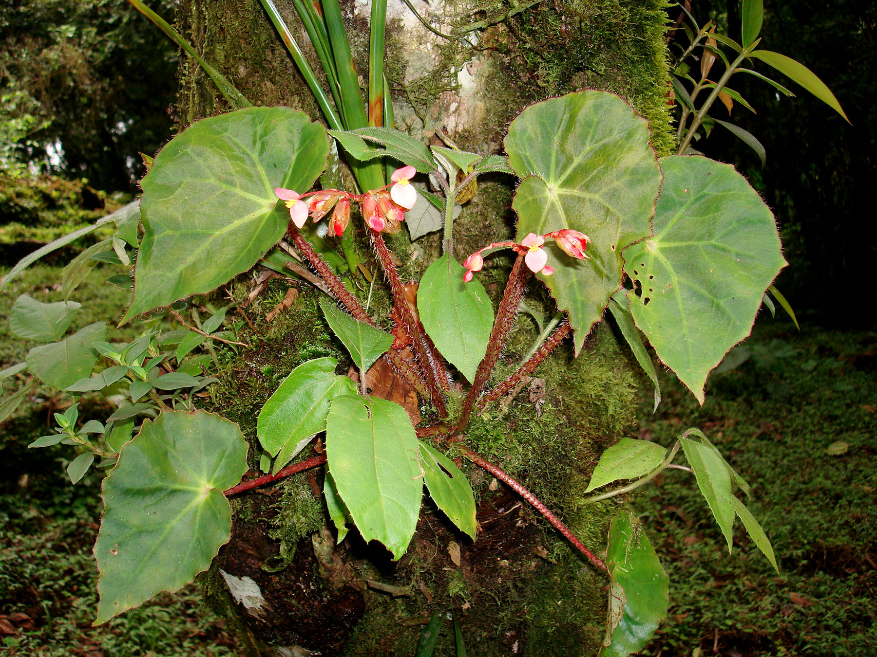Hierba epífita (Begonia strigillosa)