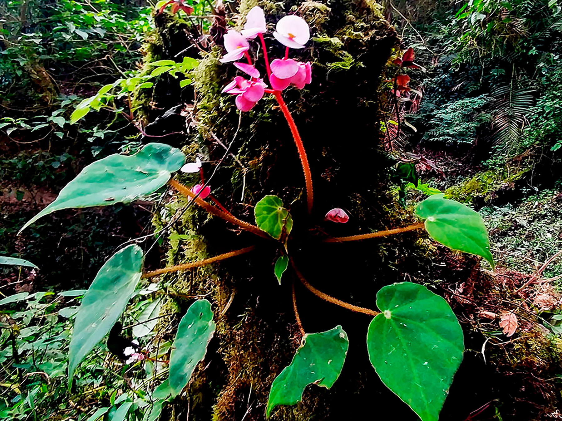 Hierba epífita (Begonia vestita)