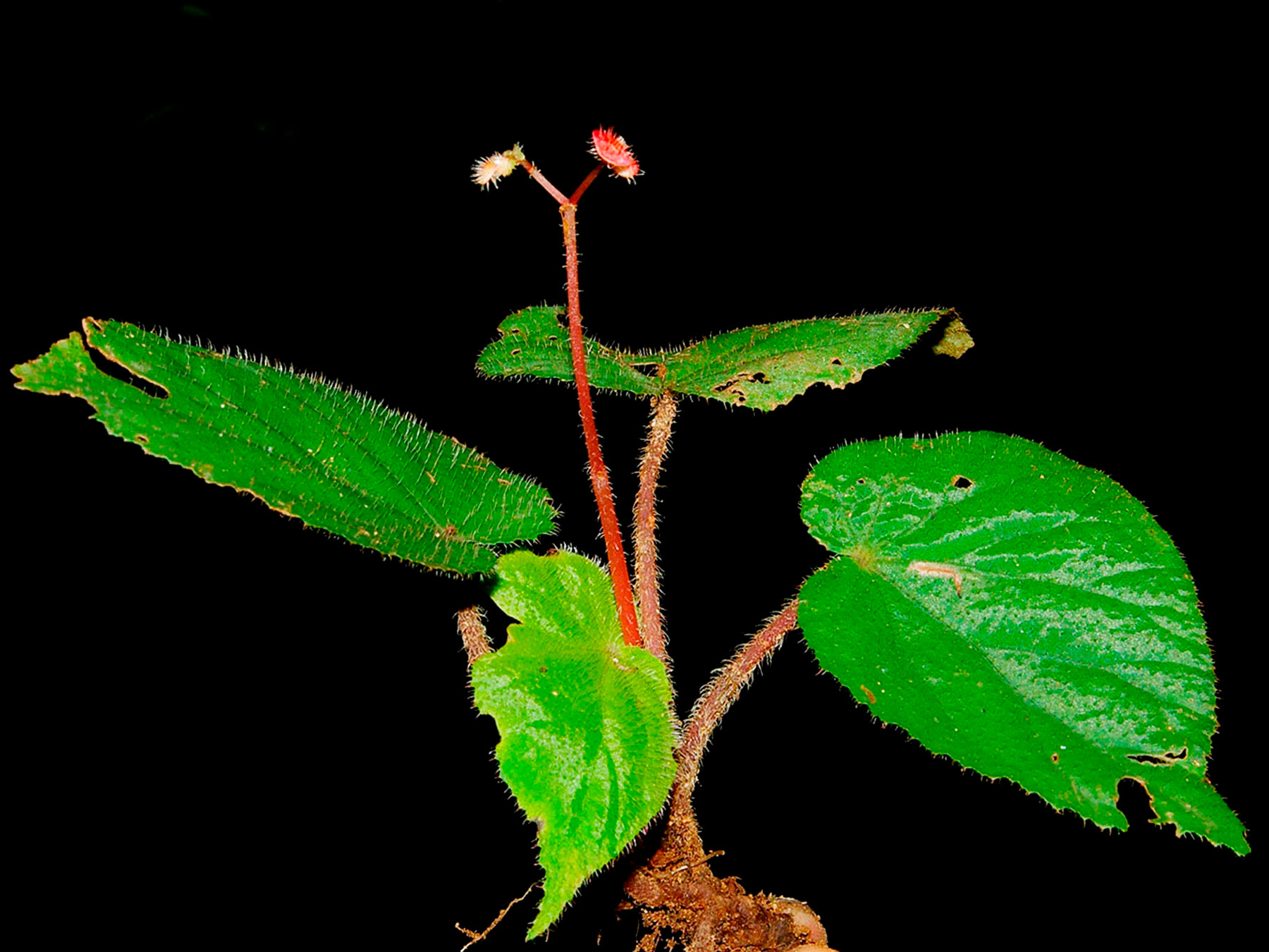 Hierba epilítica (Begonia carletonii)