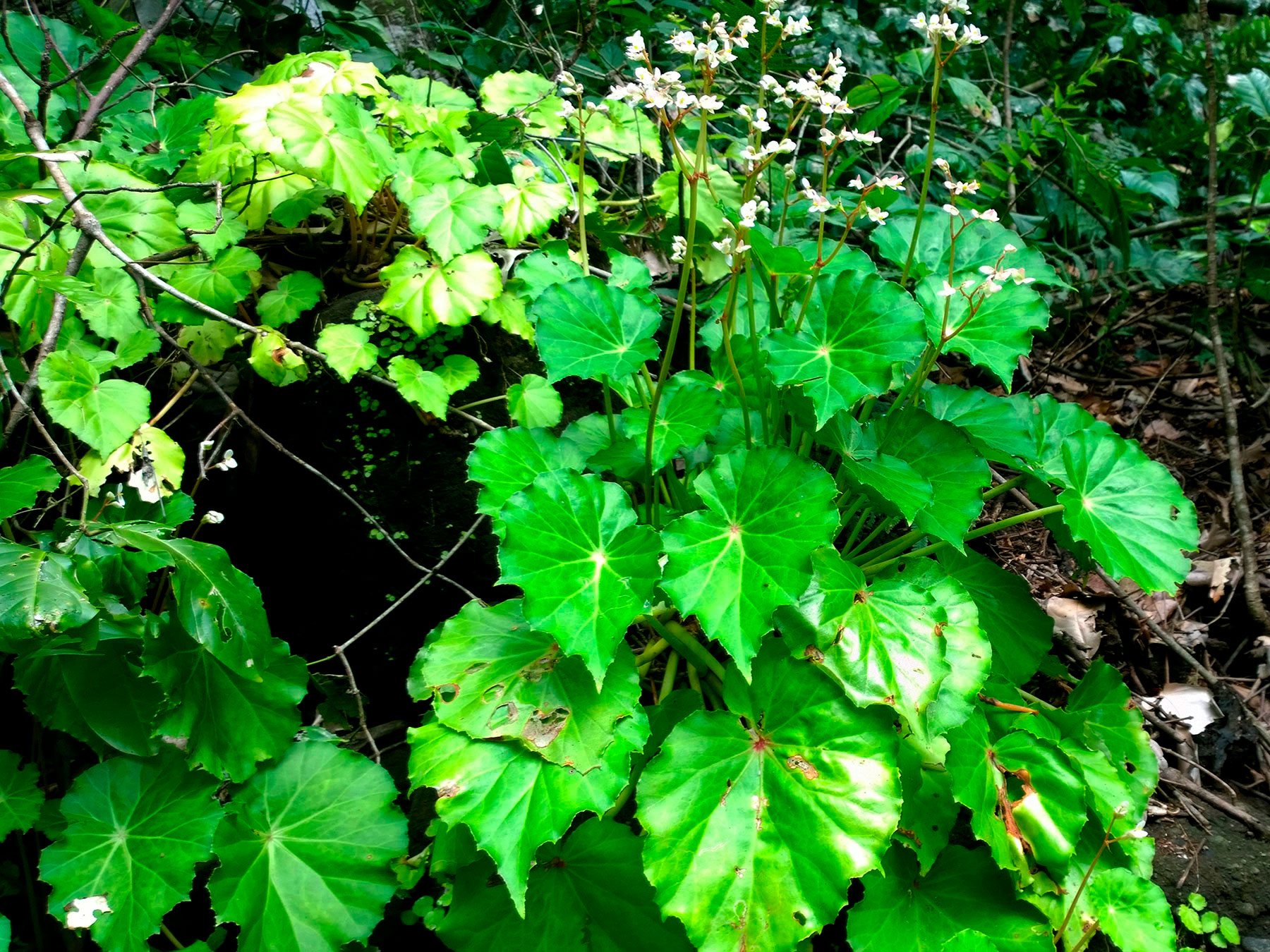 Hierba epilítica (Begonia plebeja)