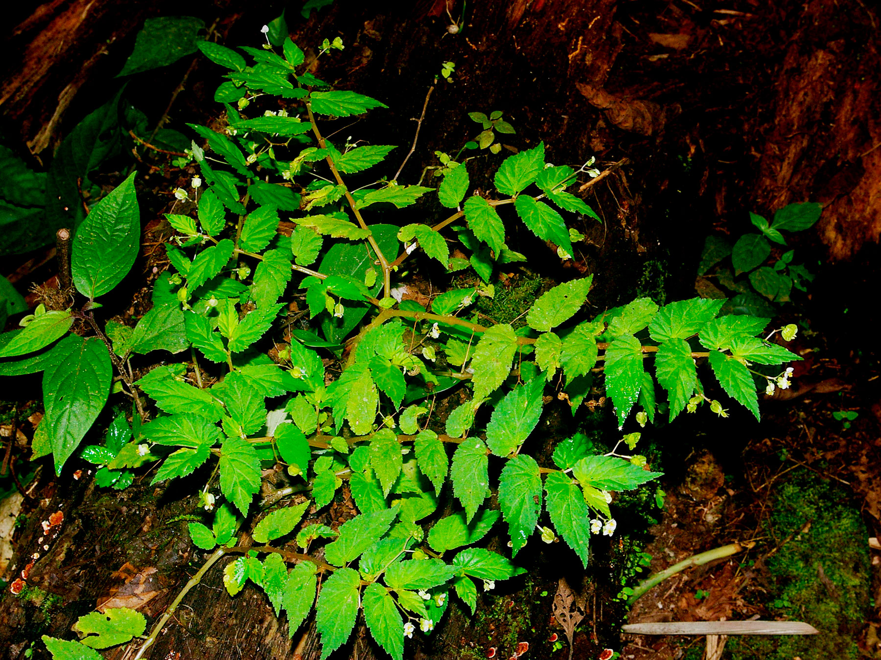Hierba epilítica (Begonia semiovata)