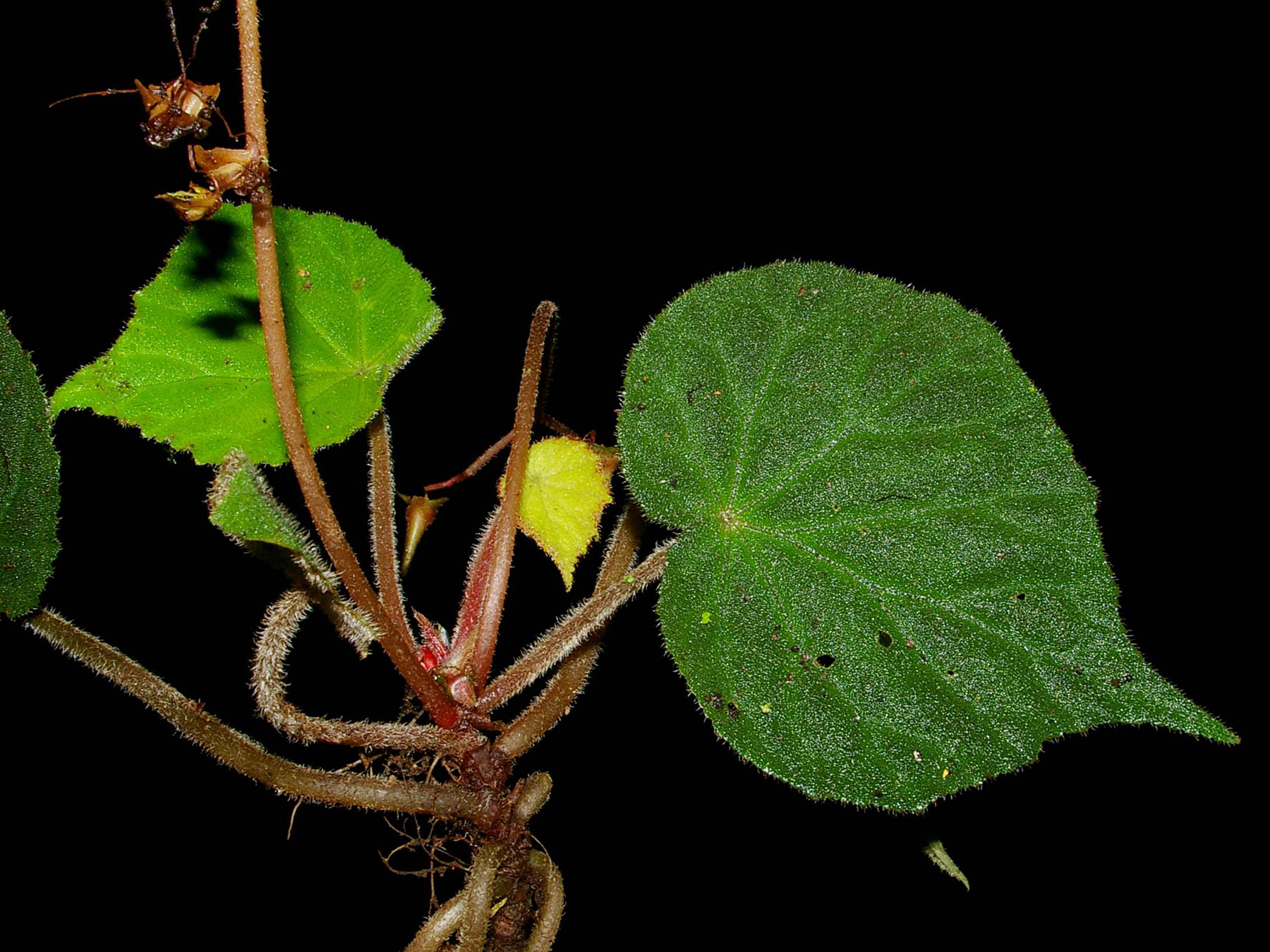 Hierba epilítica (Begonia skutchii)