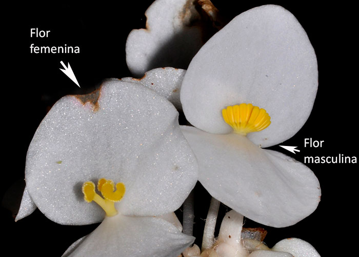 Begonia udisilvestris