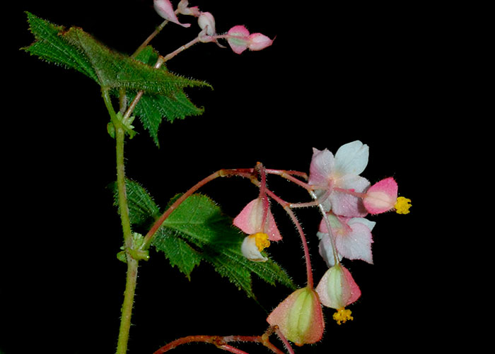 Passiflora apetala