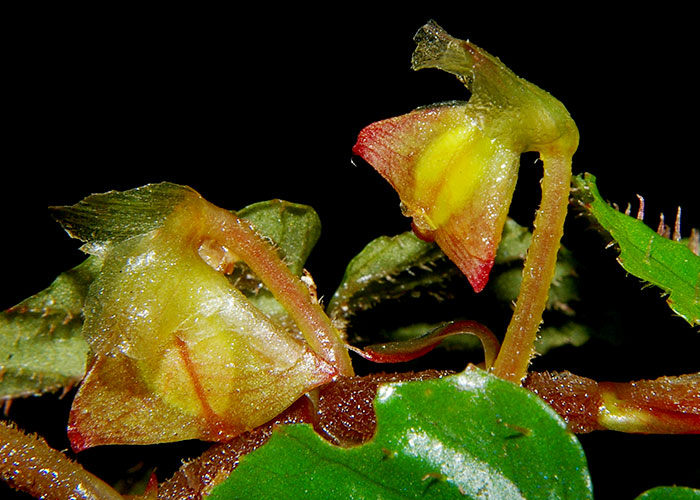 Passiflora oerstedii