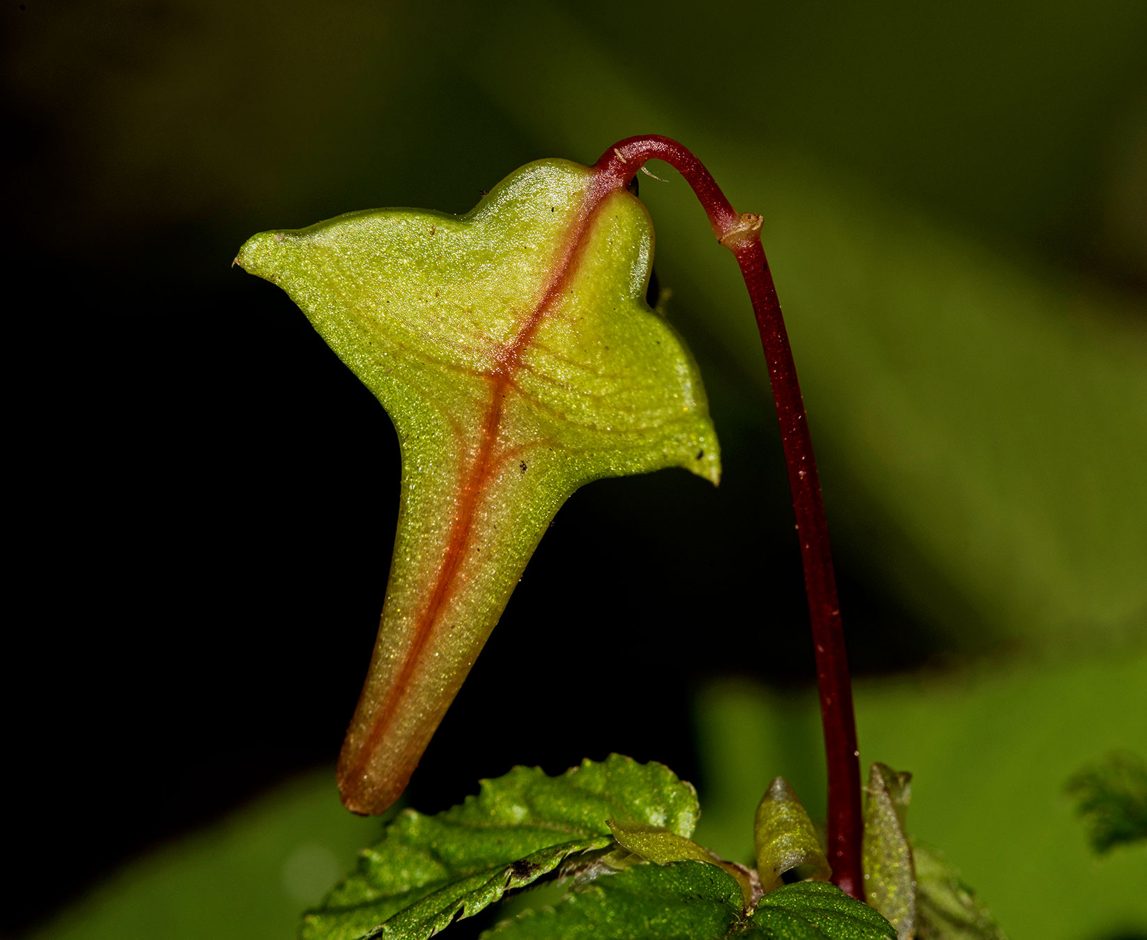 Frutos con alas iguales, corniculiformes (Begonia torresii)