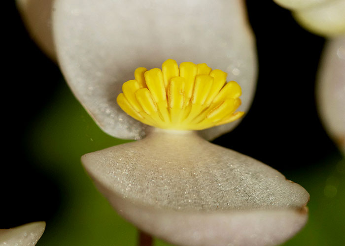 Passiflora vitifolia