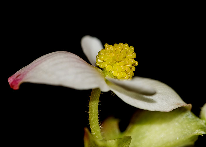 Passiflora vitifolia