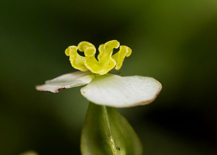 Trilobulada: Passiflora guatemalensis