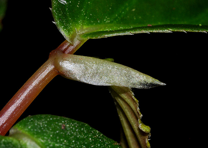 Foliáceas: Passiflora ambigua