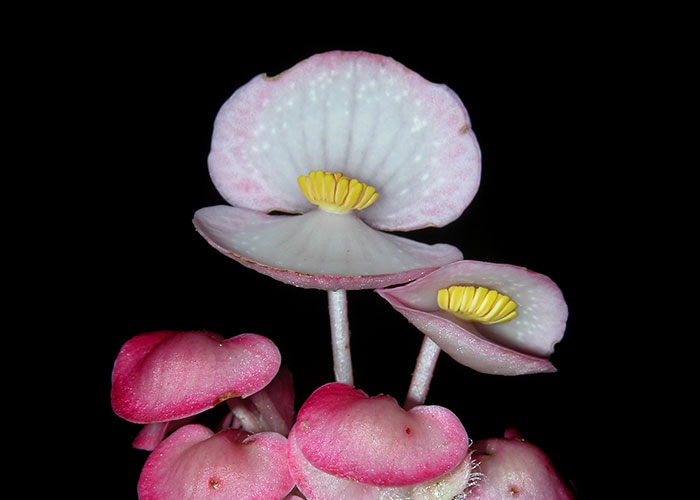 Passiflora vitifolia