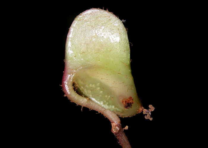 Passiflora apetala