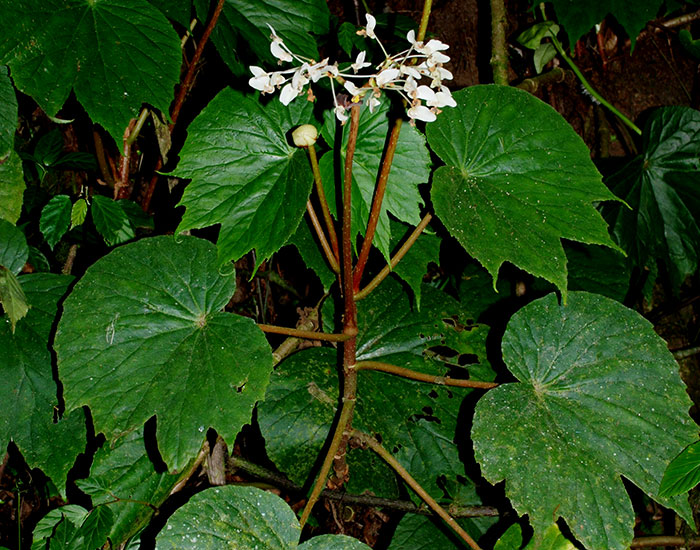 Planta no rizomatosa de Begonia involucrata