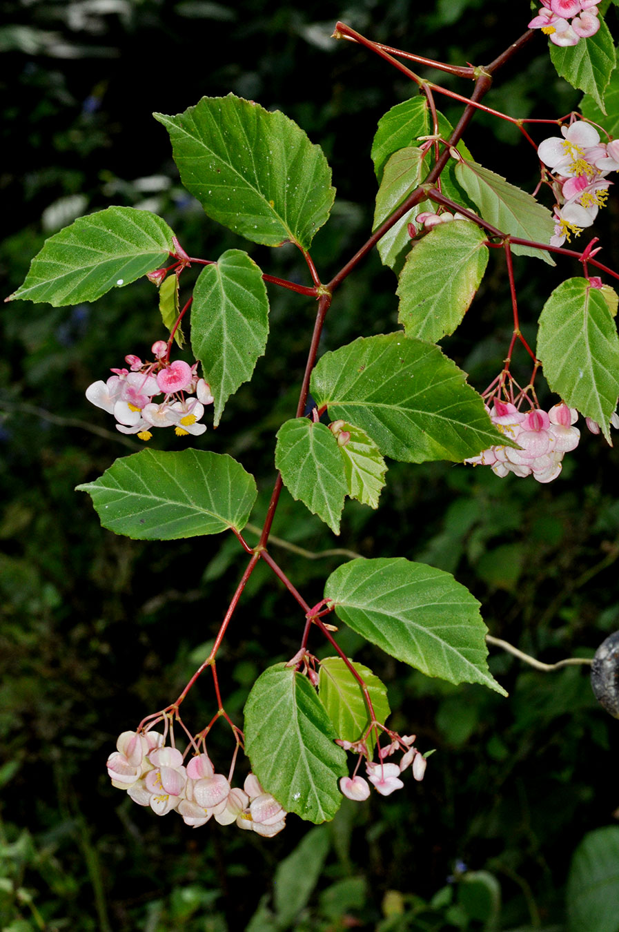 Bejuco (Begonia carpinifolia)