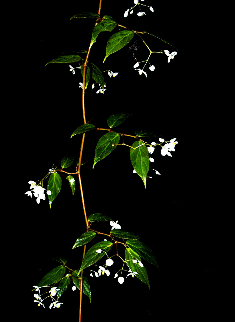 Bejuco (Begonia estrellensis)