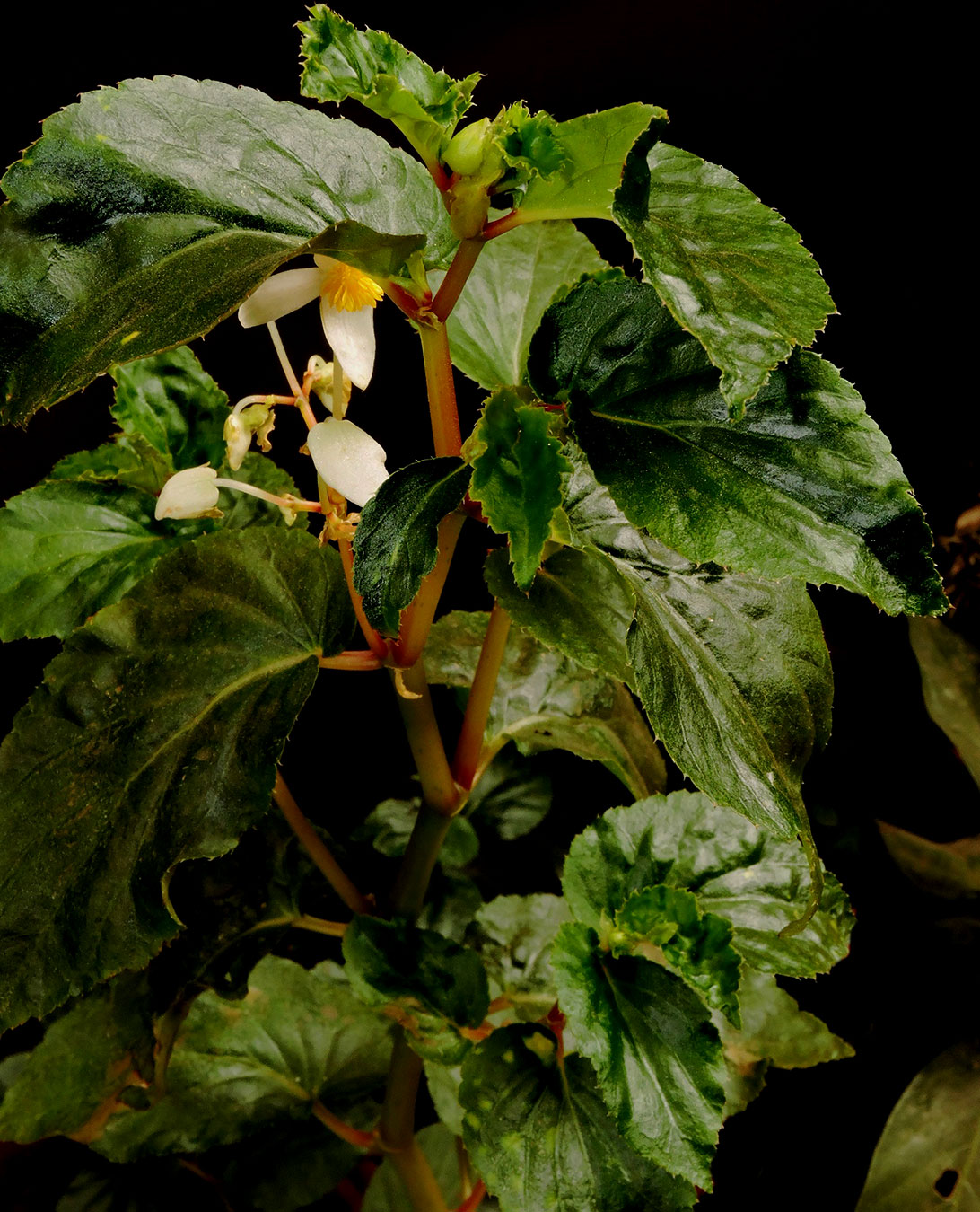 Hierba erecta (Begonia guaduensis)