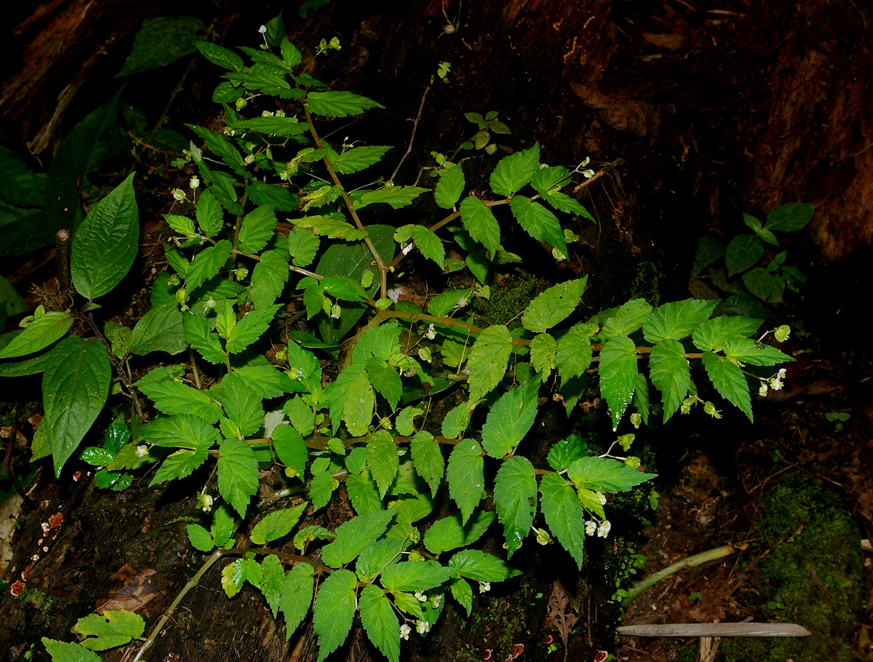 Hierba erecta (Begonia semiovata)
