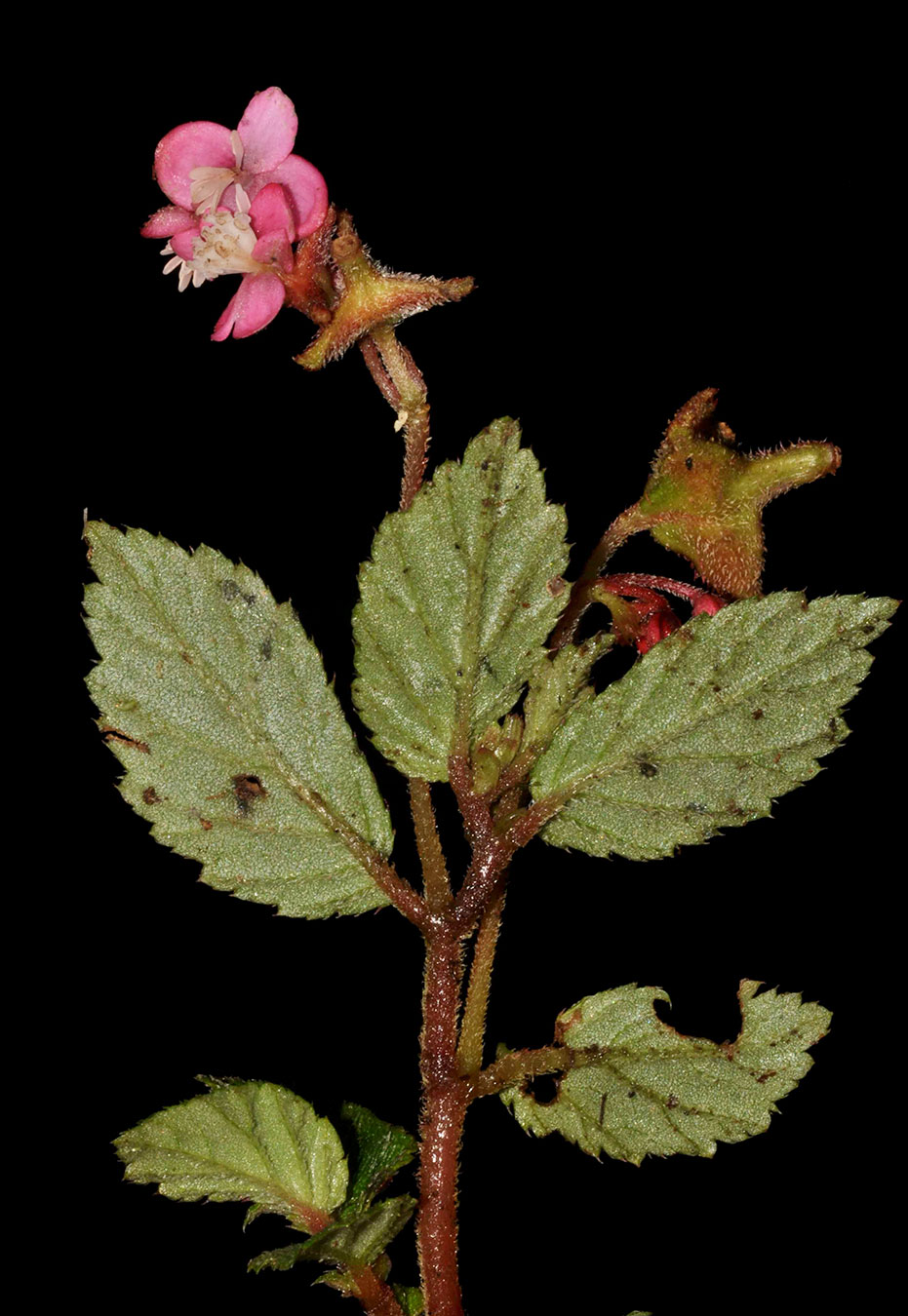 Hierba erecta (Begonia urticae)