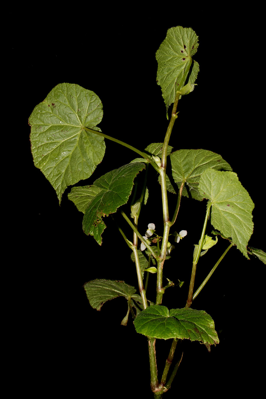 Hierba subarbustiva, erecta (Begonia oaxacana)