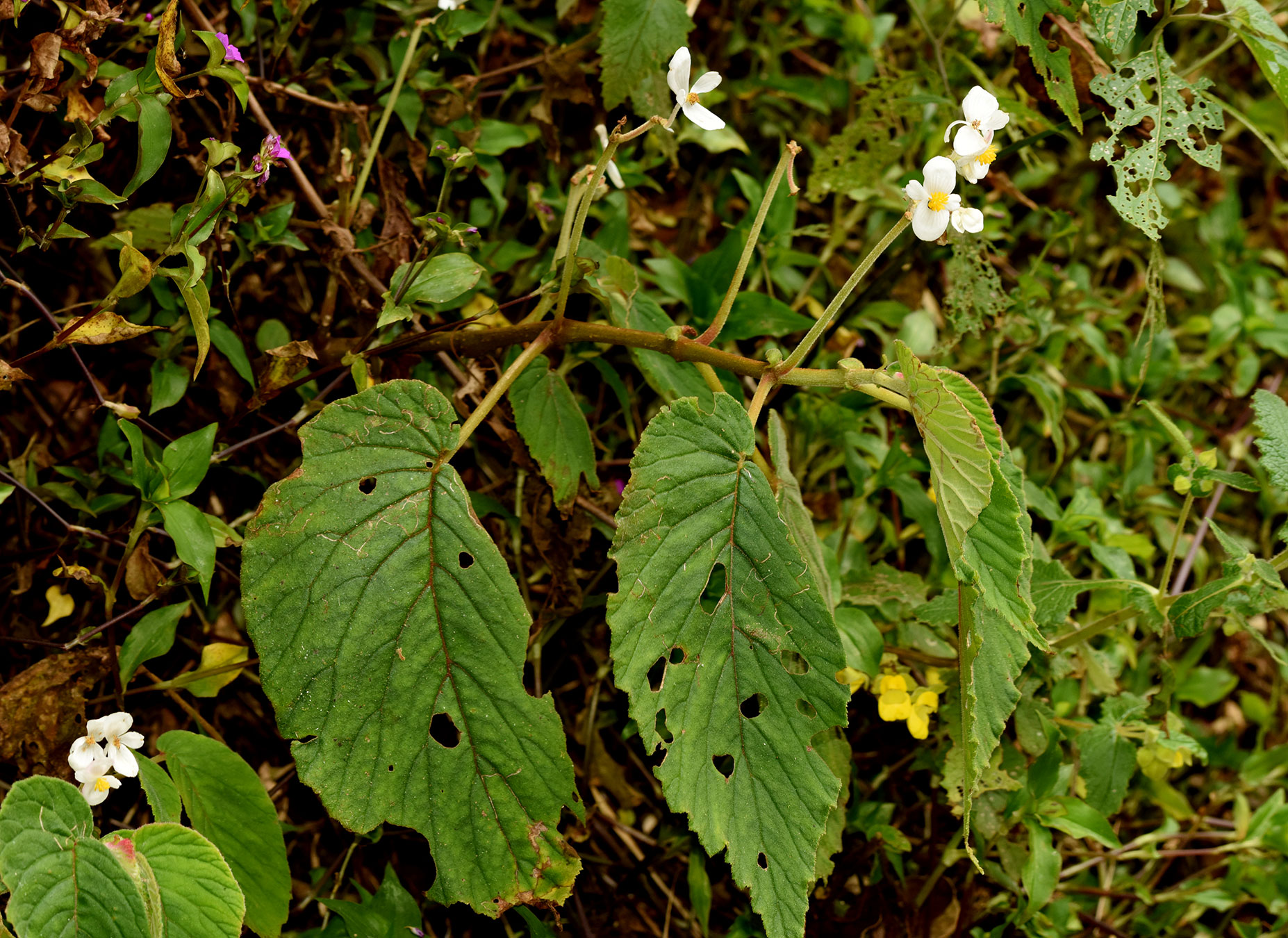 Hierba subarbustiva, erecta (Begonia wilburii)