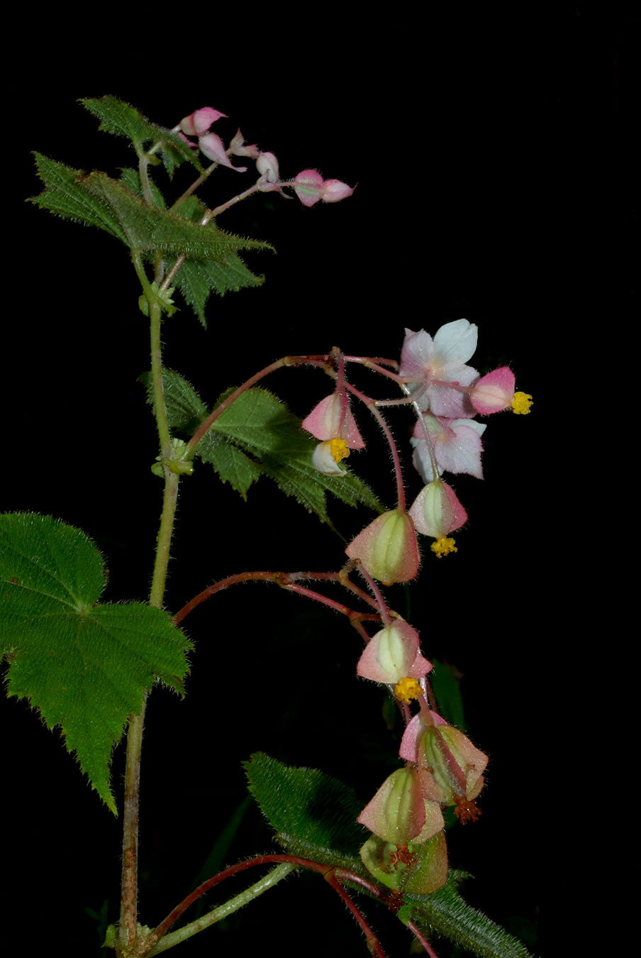 Hierba subarbustiva, erecta, tuberosa (Begonia ignea)