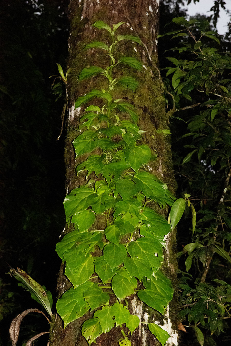 Hierba trepadora (Begonia glabra)