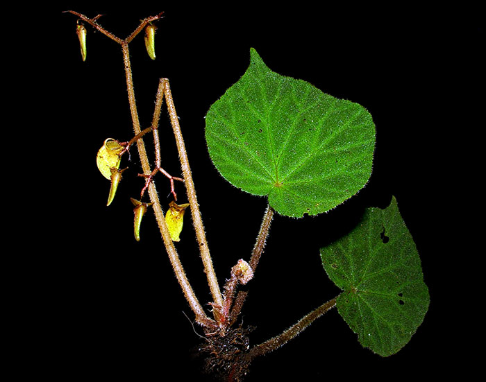 Planta rizomatosa de Begonia skutchii