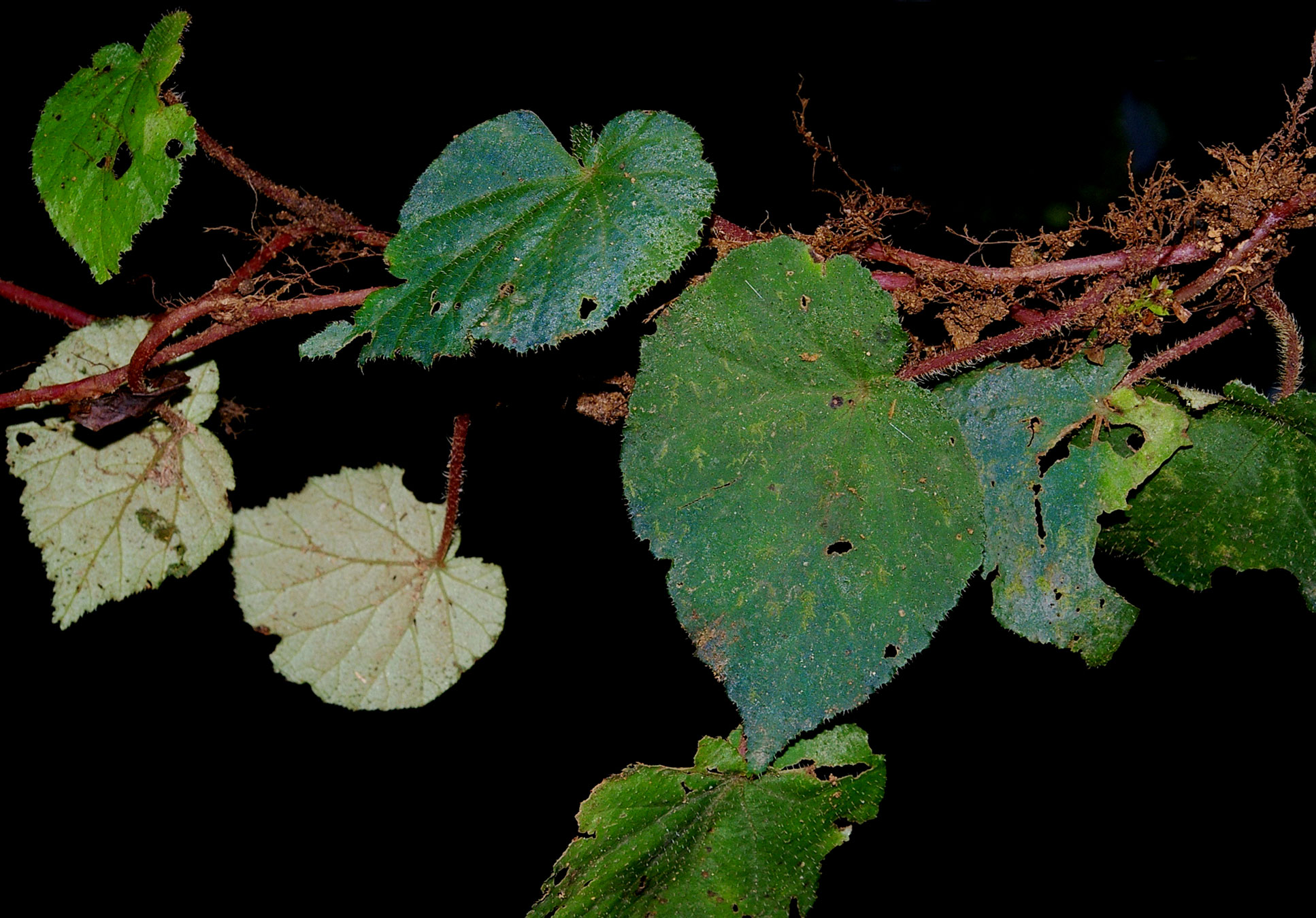 Hierba rizomatosa (Begonia carletonii)