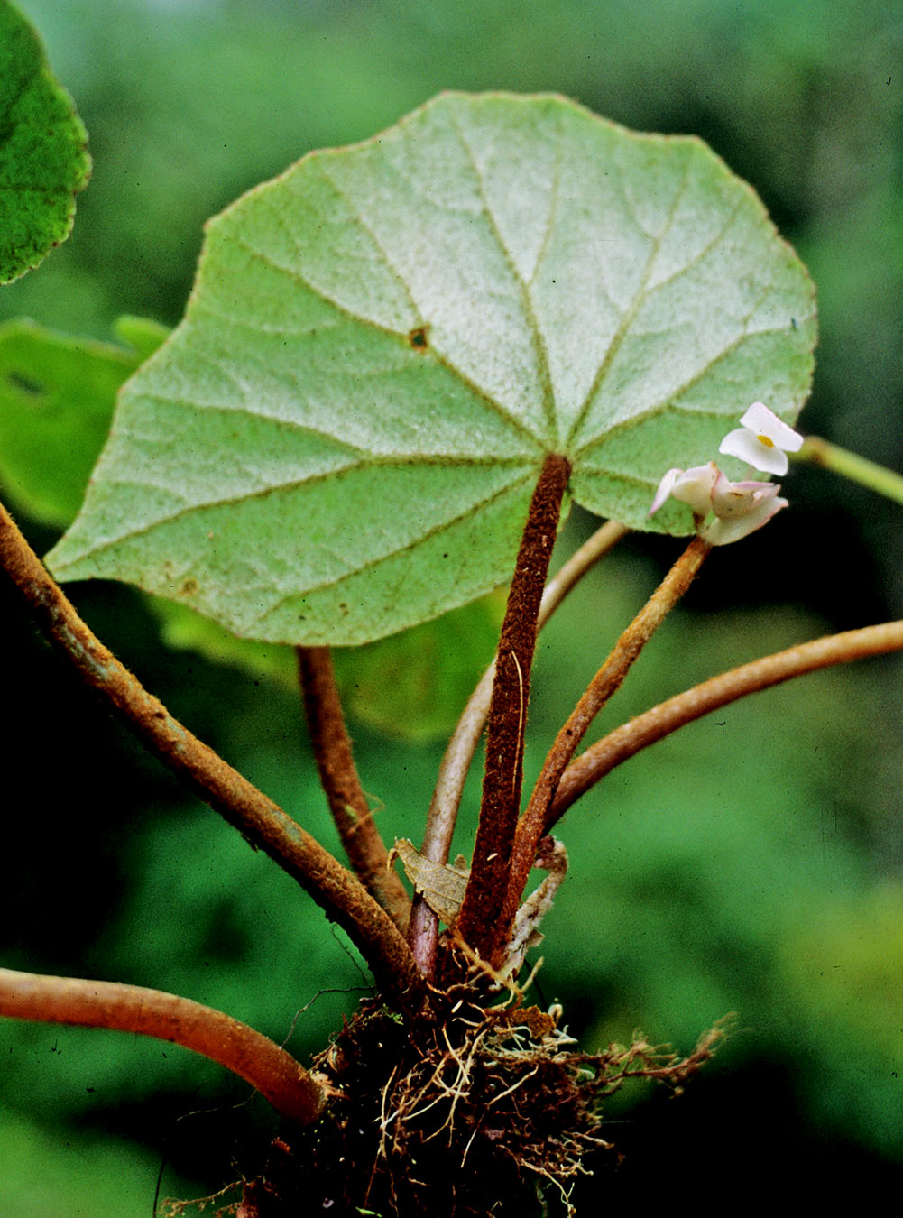 Hierba rizomatosa (Begonia copeyana)