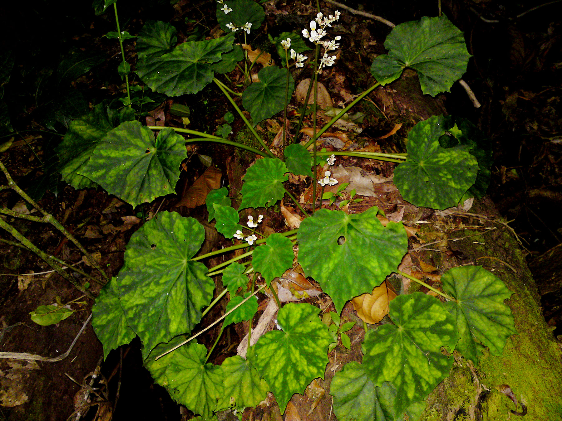 Hierba rizomatosa (Begonia plebeja)