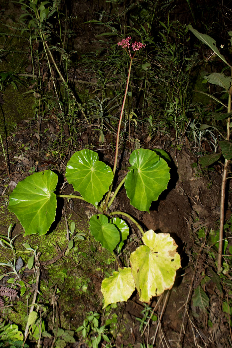 Hierba rizomatosa (Begonia quaternata)